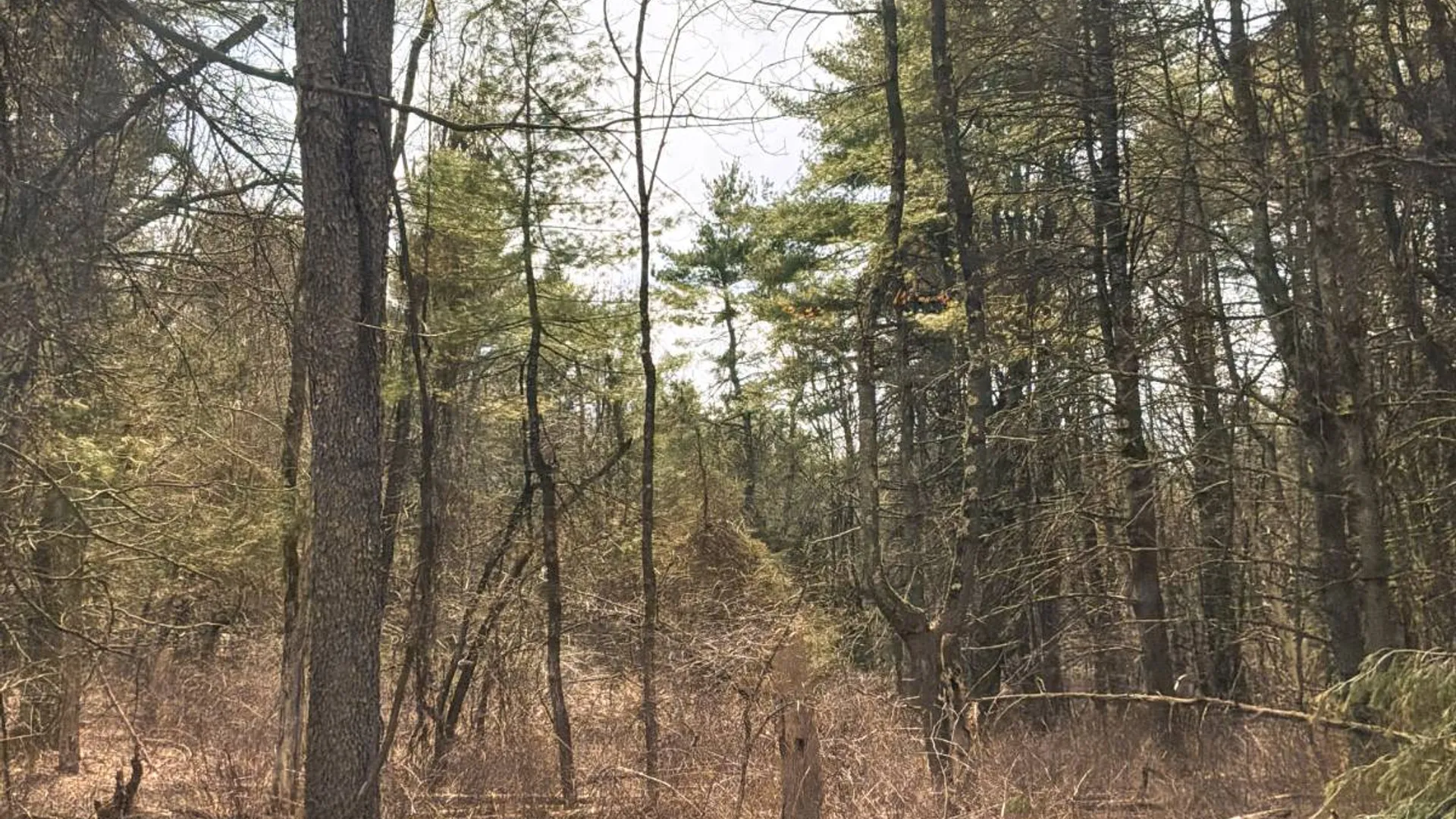 Property at 00WP3 Drake Hill Rd Lot #3, Freehold, NY 12431 19