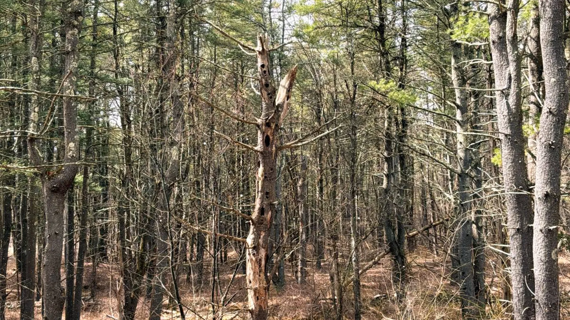 Property at 00WP3 Drake Hill Rd Lot #3, Freehold, NY 12431 20