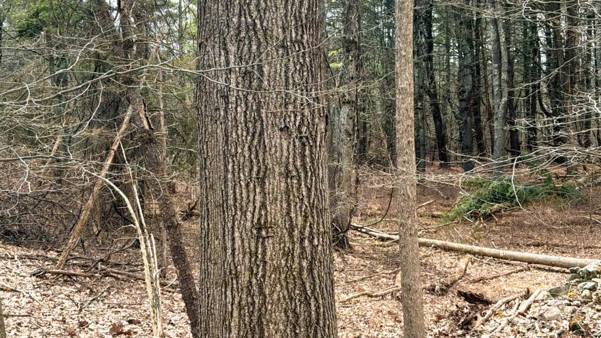 Property at 00WP3 Drake Hill Rd Lot #3, Freehold, NY 12431 21