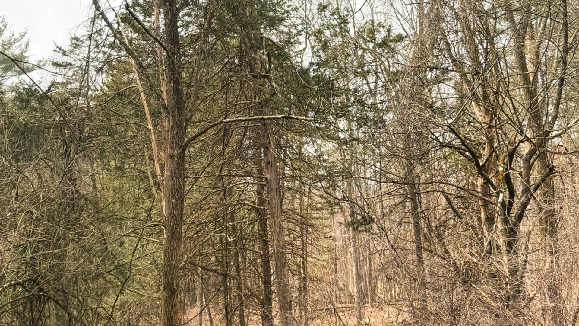 Property at 00WP3 Drake Hill Rd Lot #3, Freehold, NY 12431 22