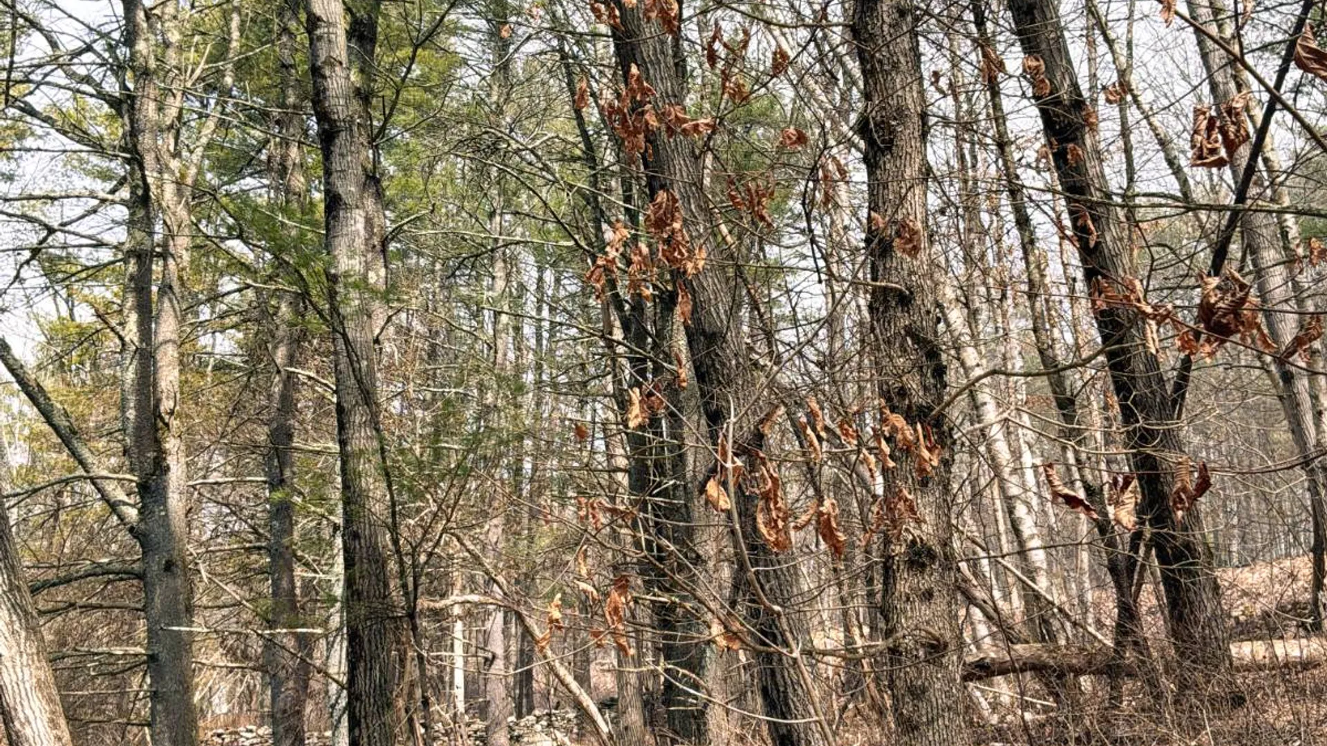 Property at 00WP3 Drake Hill Rd Lot #3, Freehold, NY 12431 23