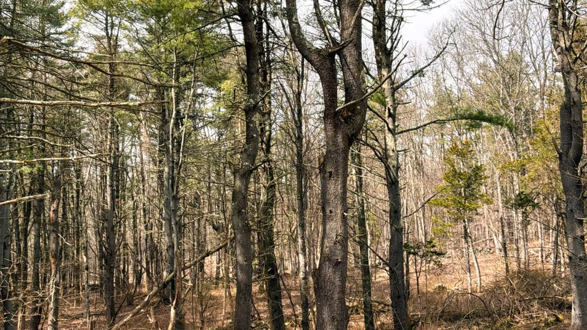 Property at 00WP3 Drake Hill Rd Lot #3, Freehold, NY 12431 24