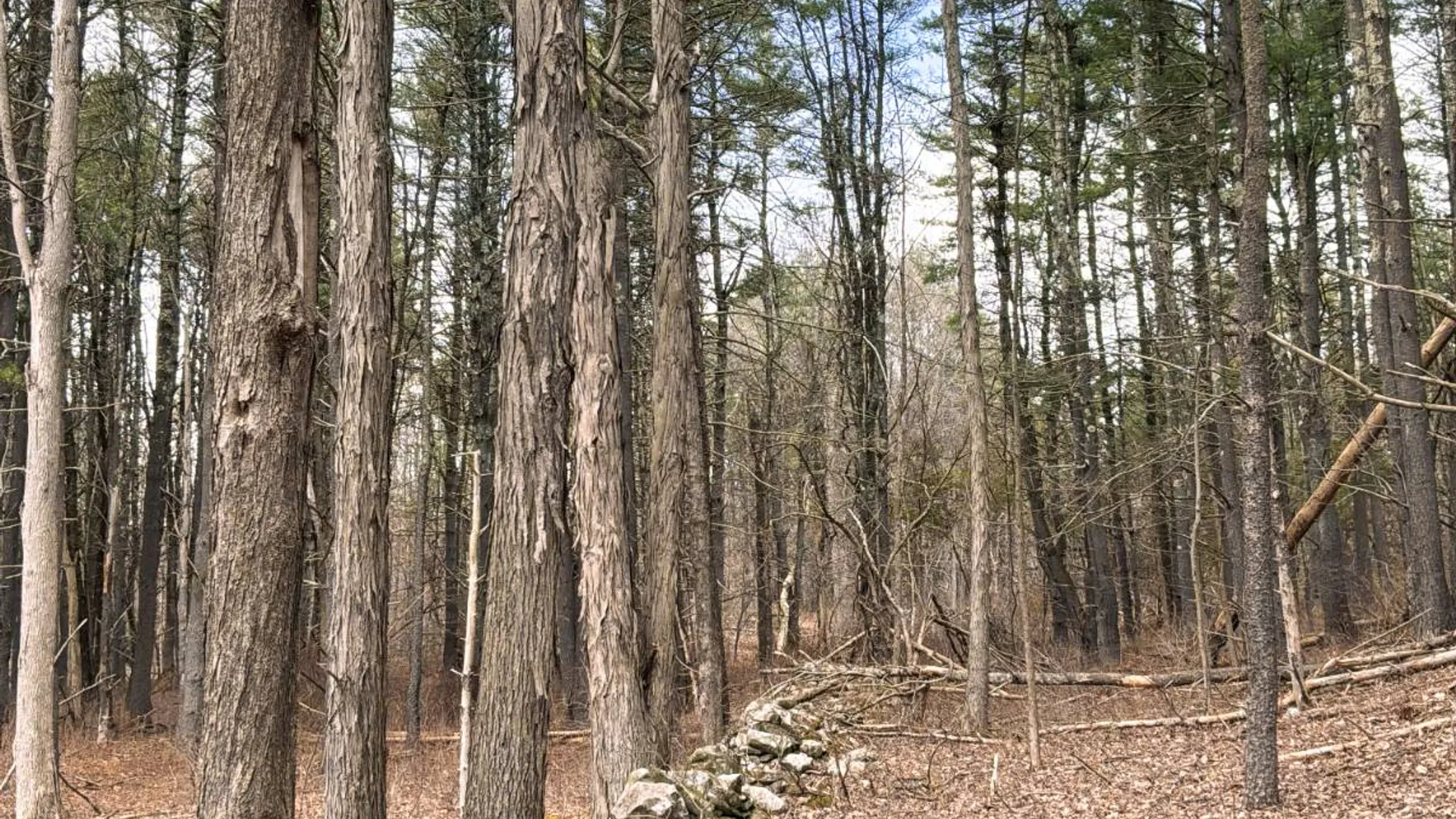 Property at 00WP3 Drake Hill Rd Lot #3, Freehold, NY 12431 26