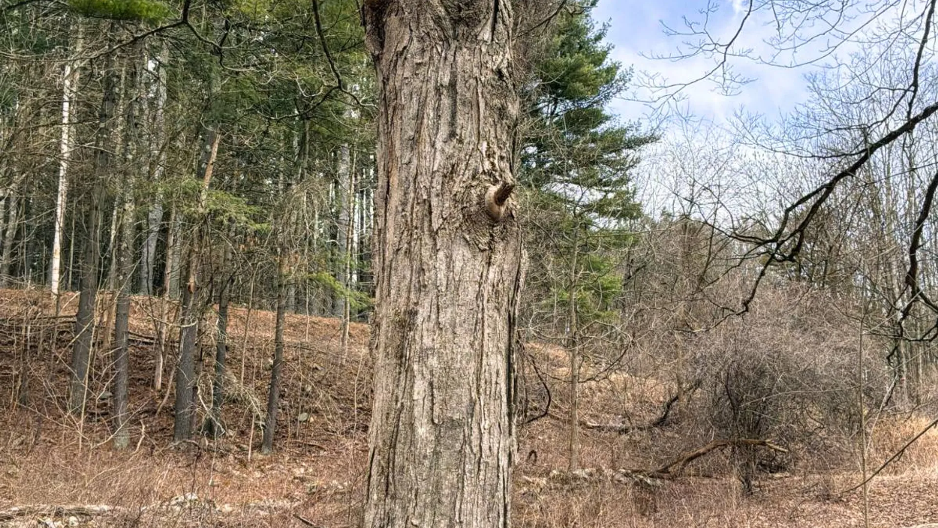 Property at 00WP3 Drake Hill Rd Lot #3, Freehold, NY 12431 27