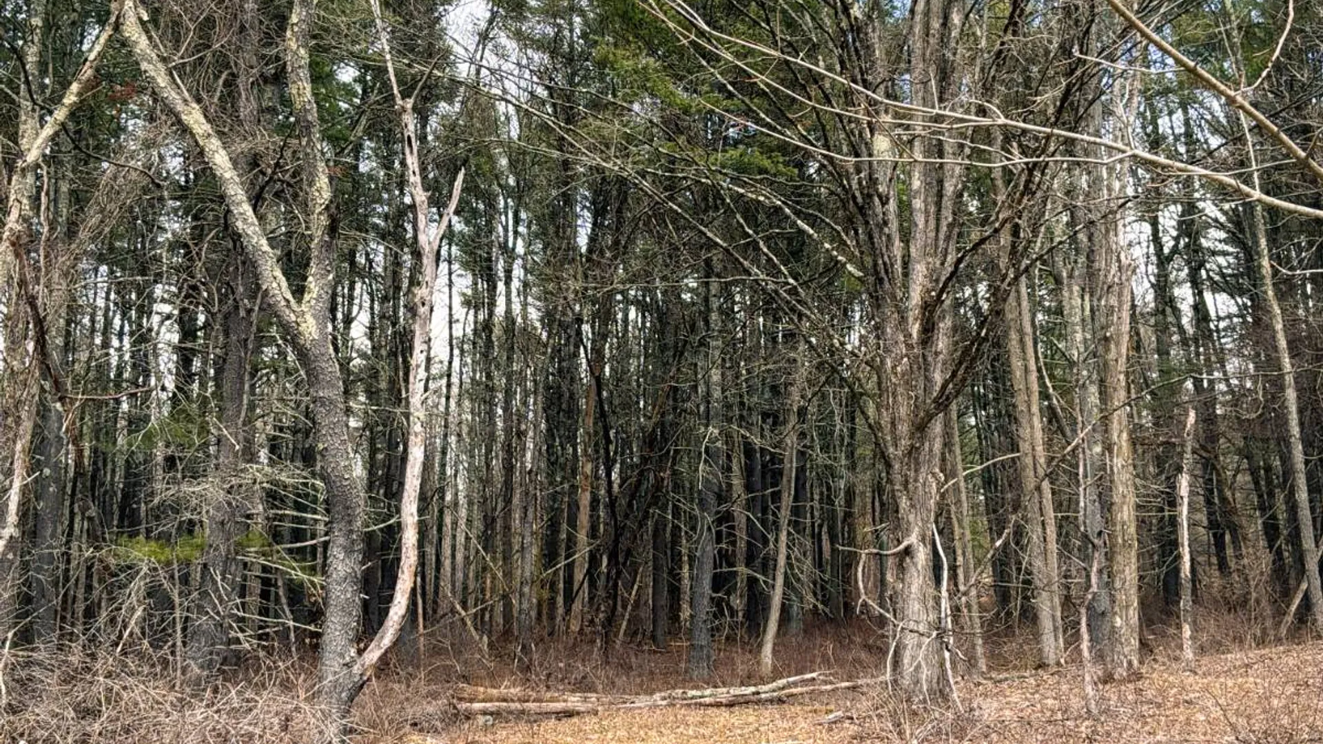 Property at 00WP3 Drake Hill Rd Lot #3, Freehold, NY 12431 28