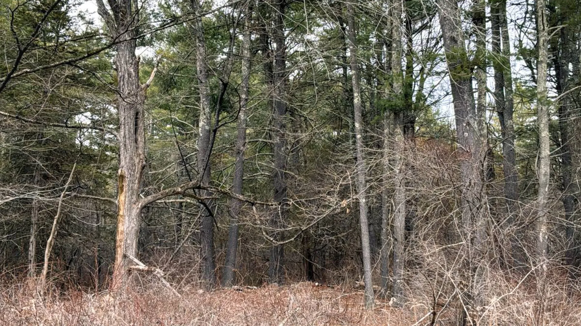 Property at 00WP3 Drake Hill Rd Lot #3, Freehold, NY 12431 29