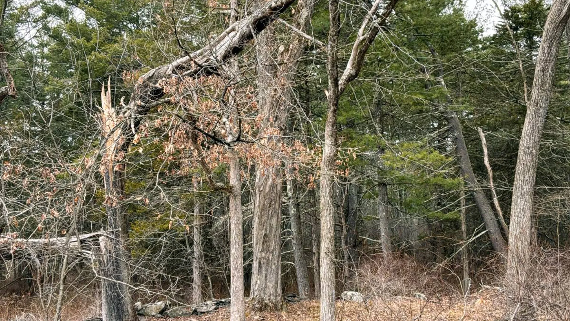 Property at 00WP3 Drake Hill Rd Lot #3, Freehold, NY 12431 30