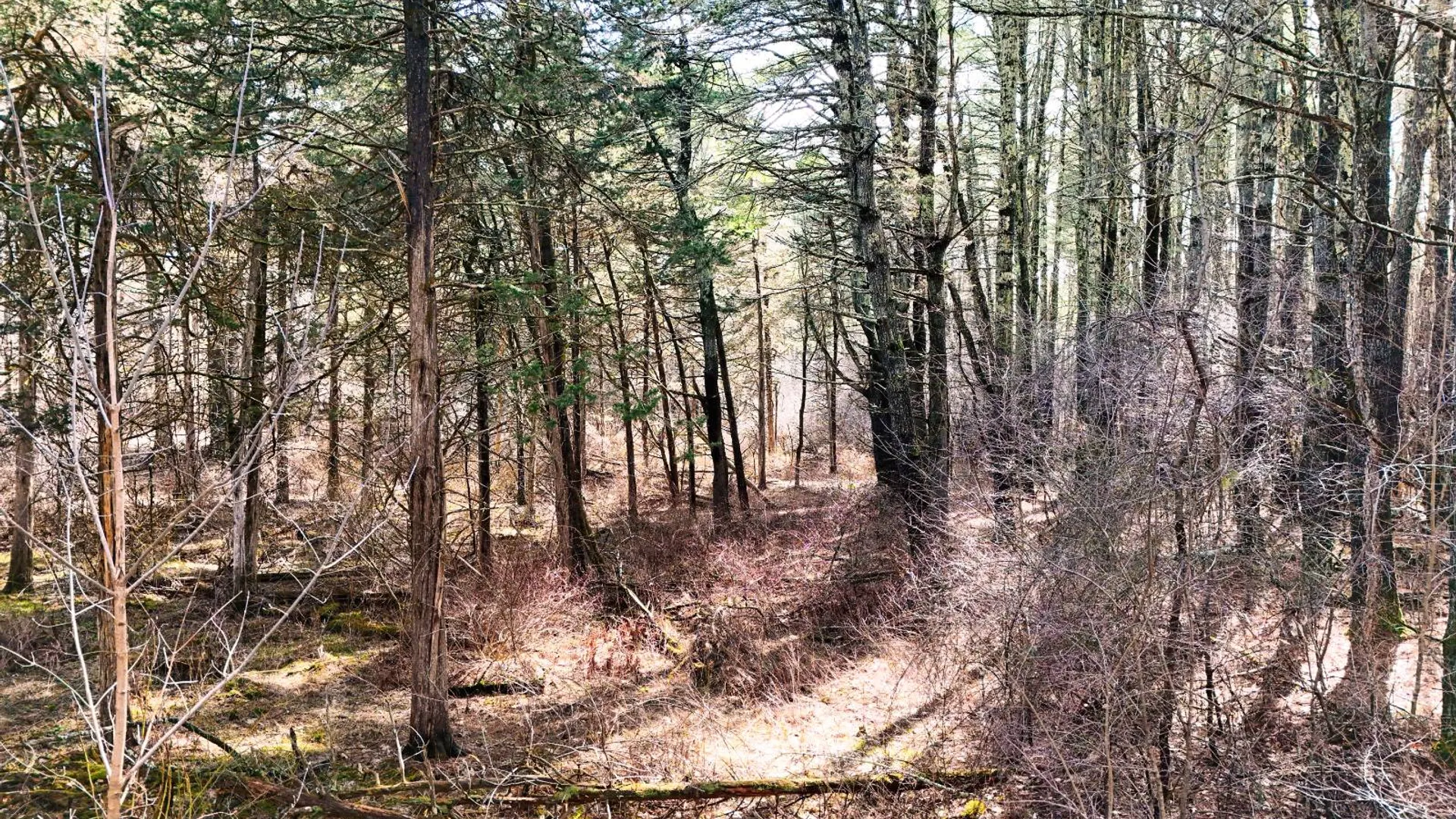 Property at 00WP3 Drake Hill Rd Lot #3, Freehold, NY 12431 10