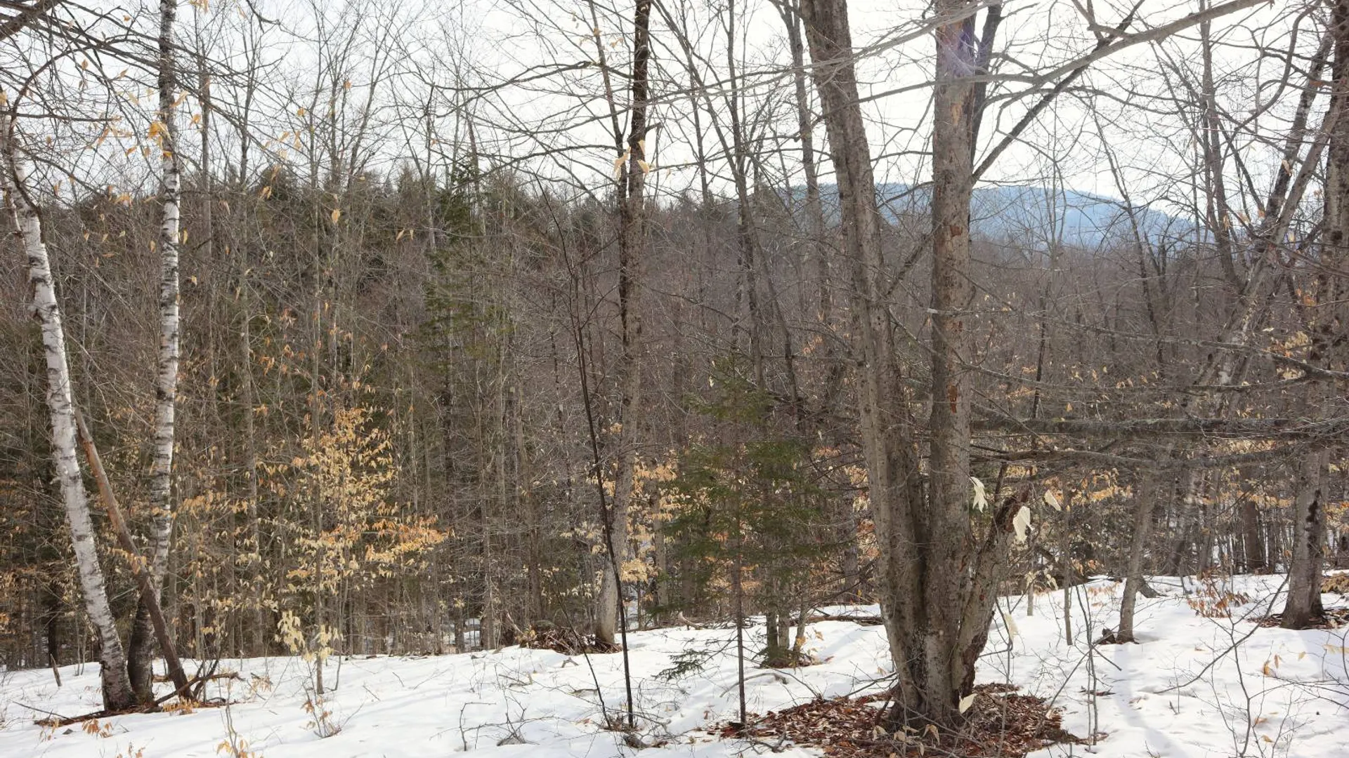 Property at 0 Crane Mountain Road, Johnsburg, NY 12843 4