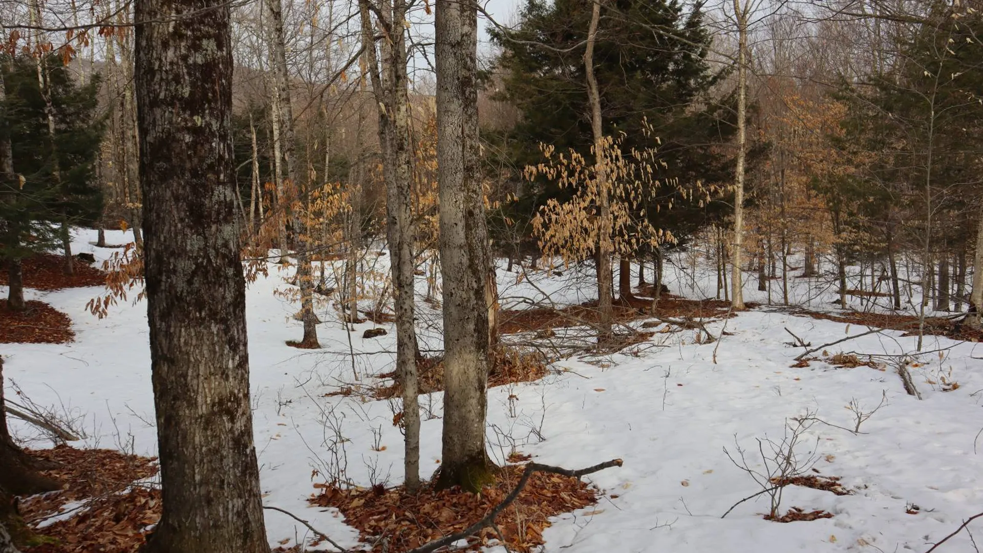 Property at 0 Crane Mountain Road, Johnsburg, NY 12843 30