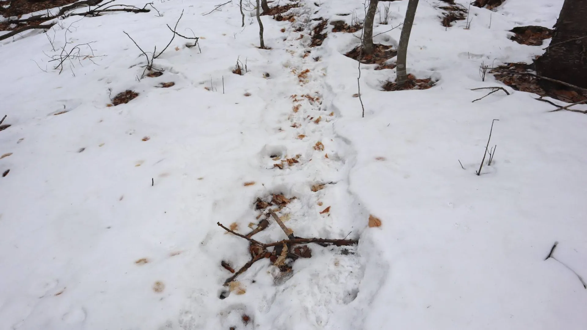 Property at 0 Crane Mountain Road, Johnsburg, NY 12843 36