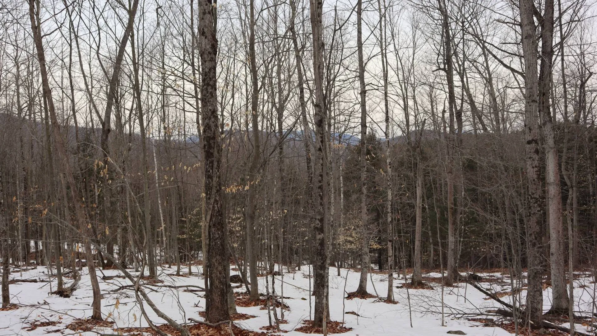 Property at 0 Crane Mountain Road, Johnsburg, NY 12843 39