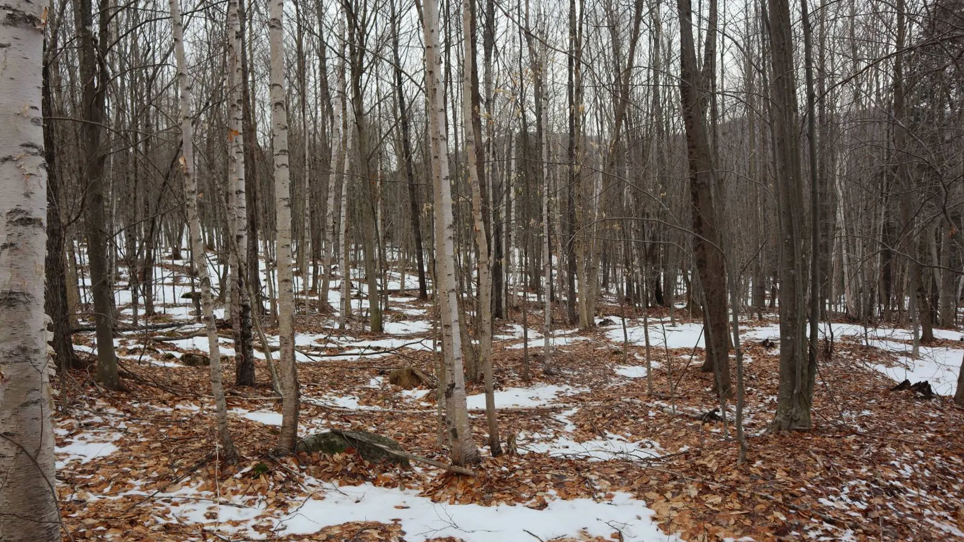 Property at 0 Crane Mountain Road, Johnsburg, NY 12843 42