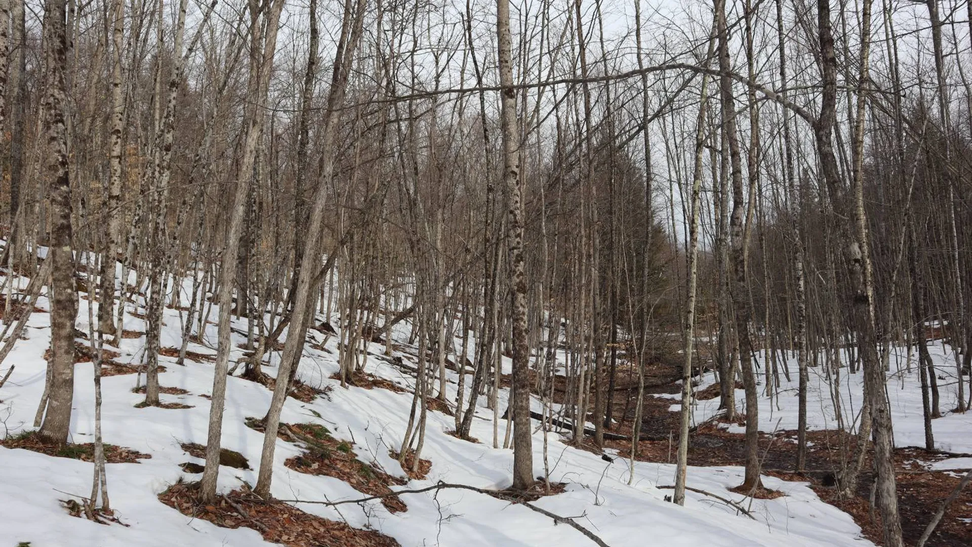 Property at 0 Crane Mountain Road, Johnsburg, NY 12843 53