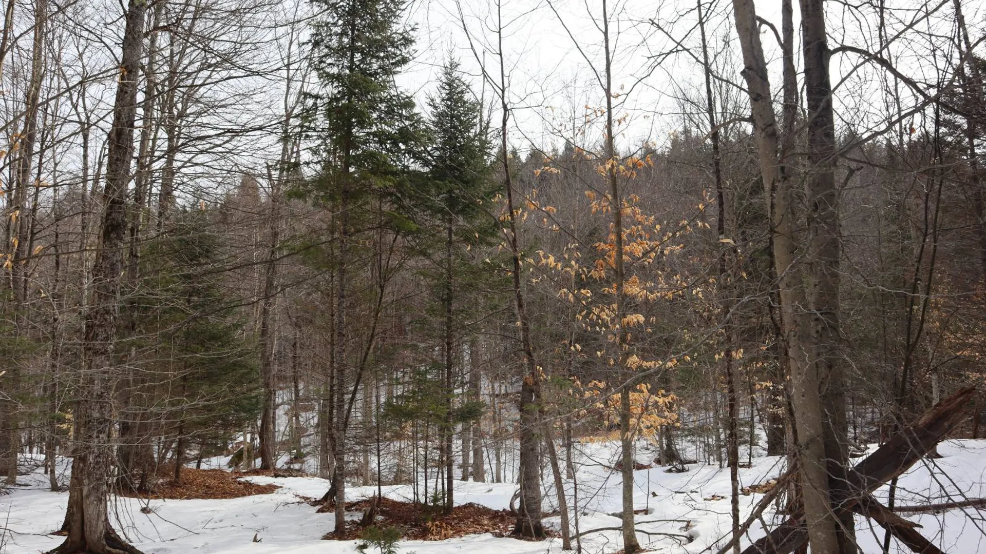Property at 0 Crane Mountain Road, Johnsburg, NY 12843 61