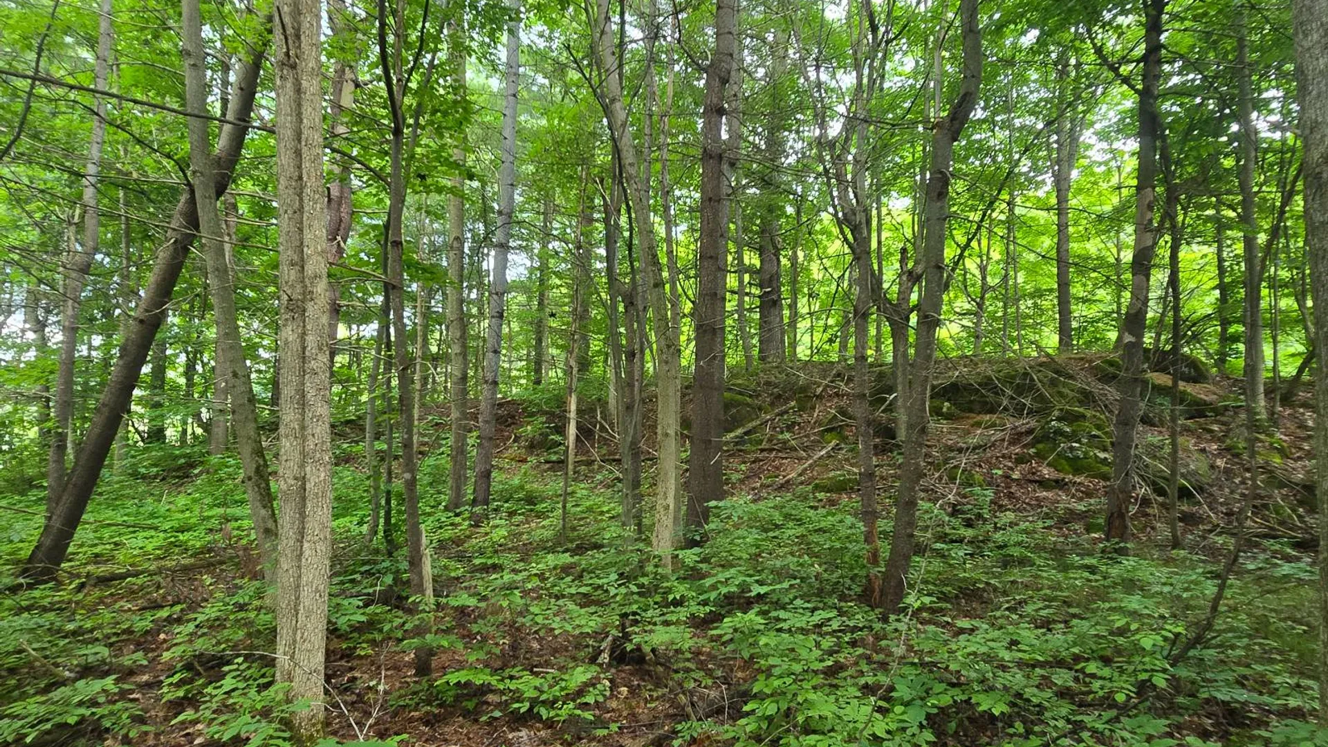 Property at 00 Williams Rd, Gouverneur, NY 13642 4