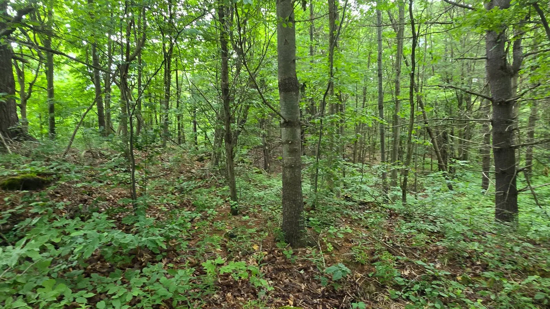 Property at 00 Williams Rd, Gouverneur, NY 13642 6