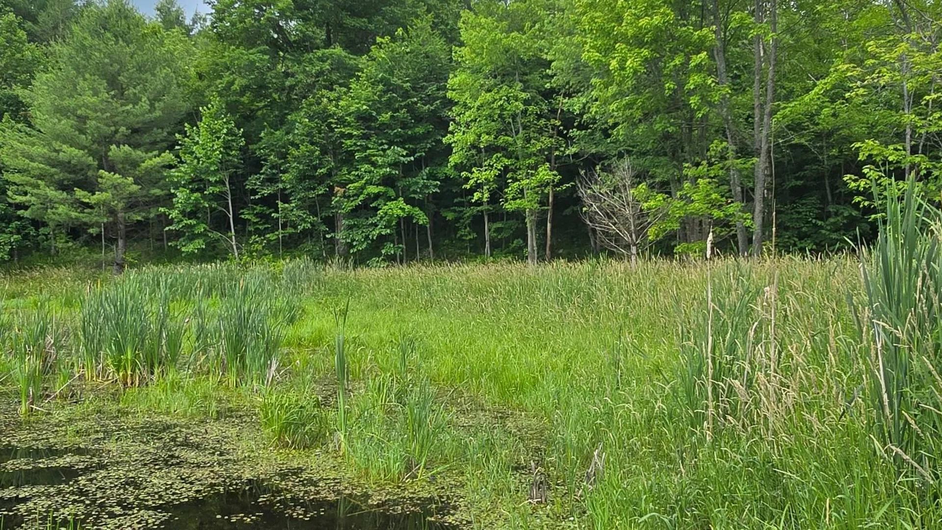 Property at 00 Williams Rd, Gouverneur, NY 13642 5