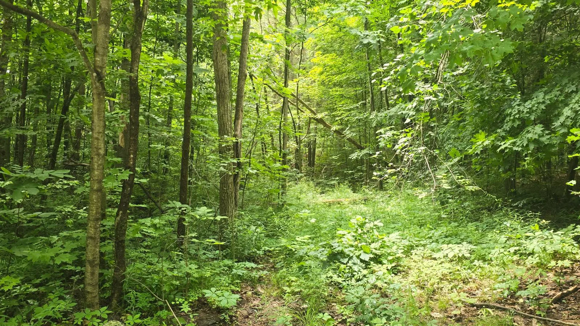 Property at 00 Williams Rd, Gouverneur, NY 13642 7