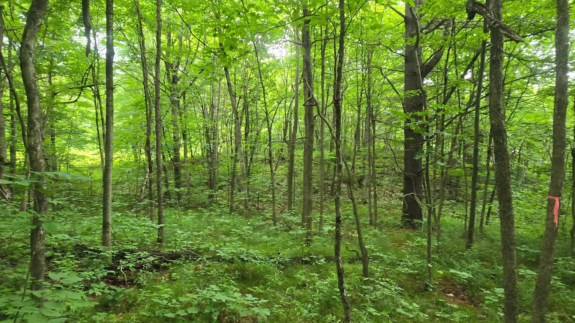Property at 00 Williams Rd, Gouverneur, NY 13642 9
