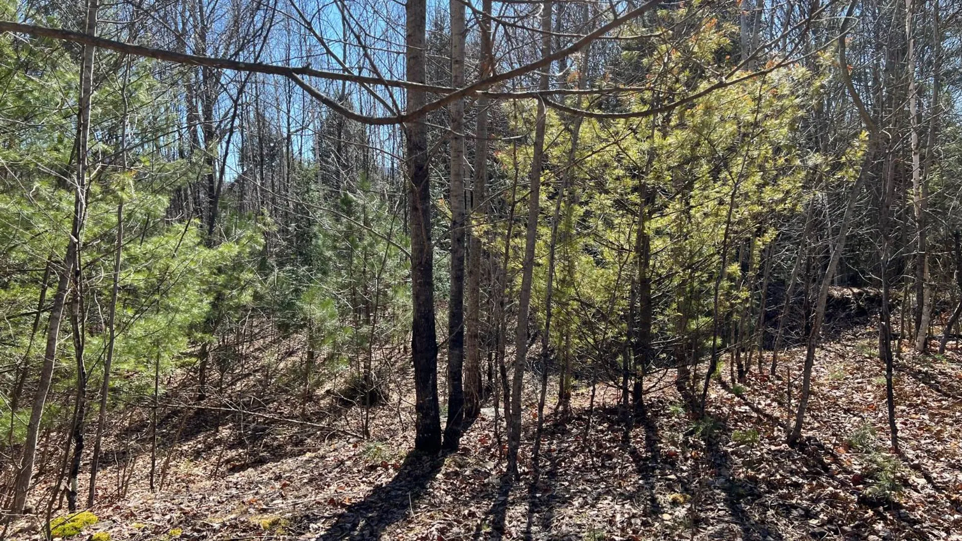 Property at 0 Route 23C, Jewett, NY 12485 5