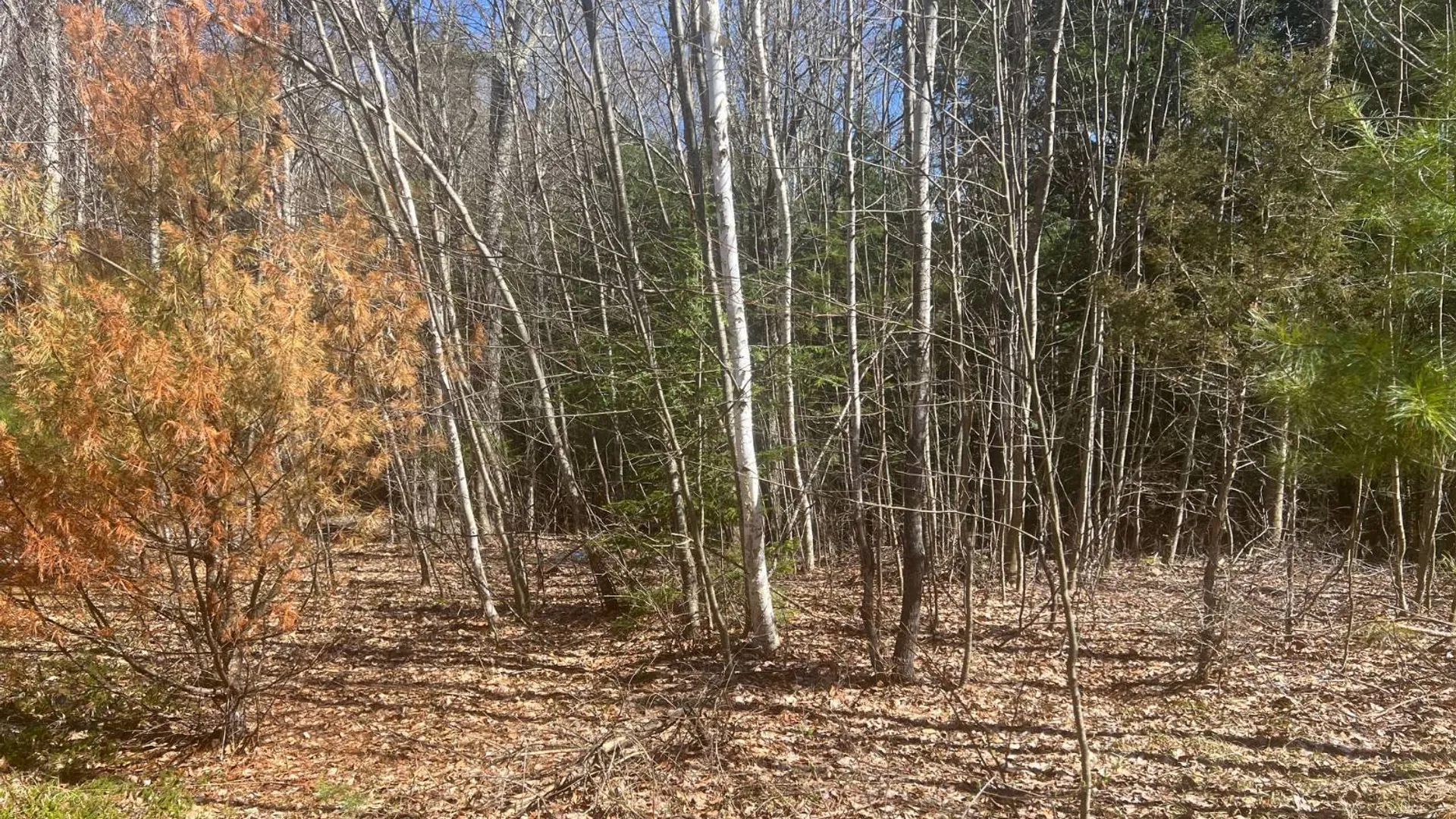 Property at 0 Route 23C, Jewett, NY 12485 6