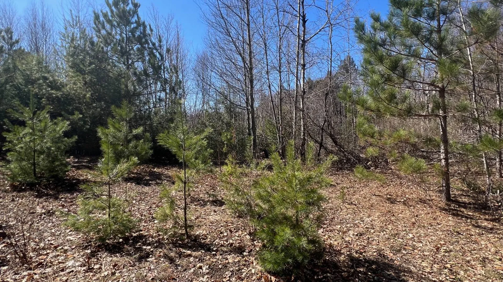 Property at 0 Route 23C, Jewett, NY 12485 4