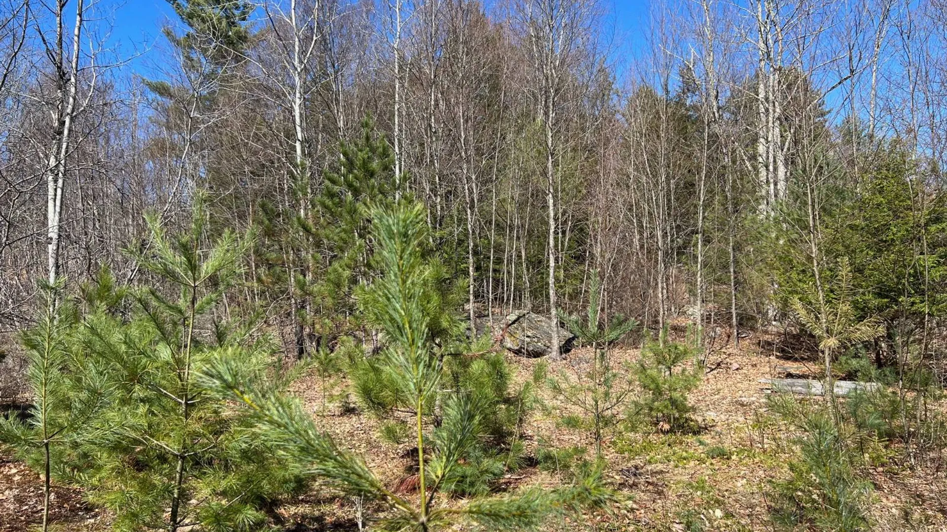 Property at 0 Route 23C, Jewett, NY 12485 7