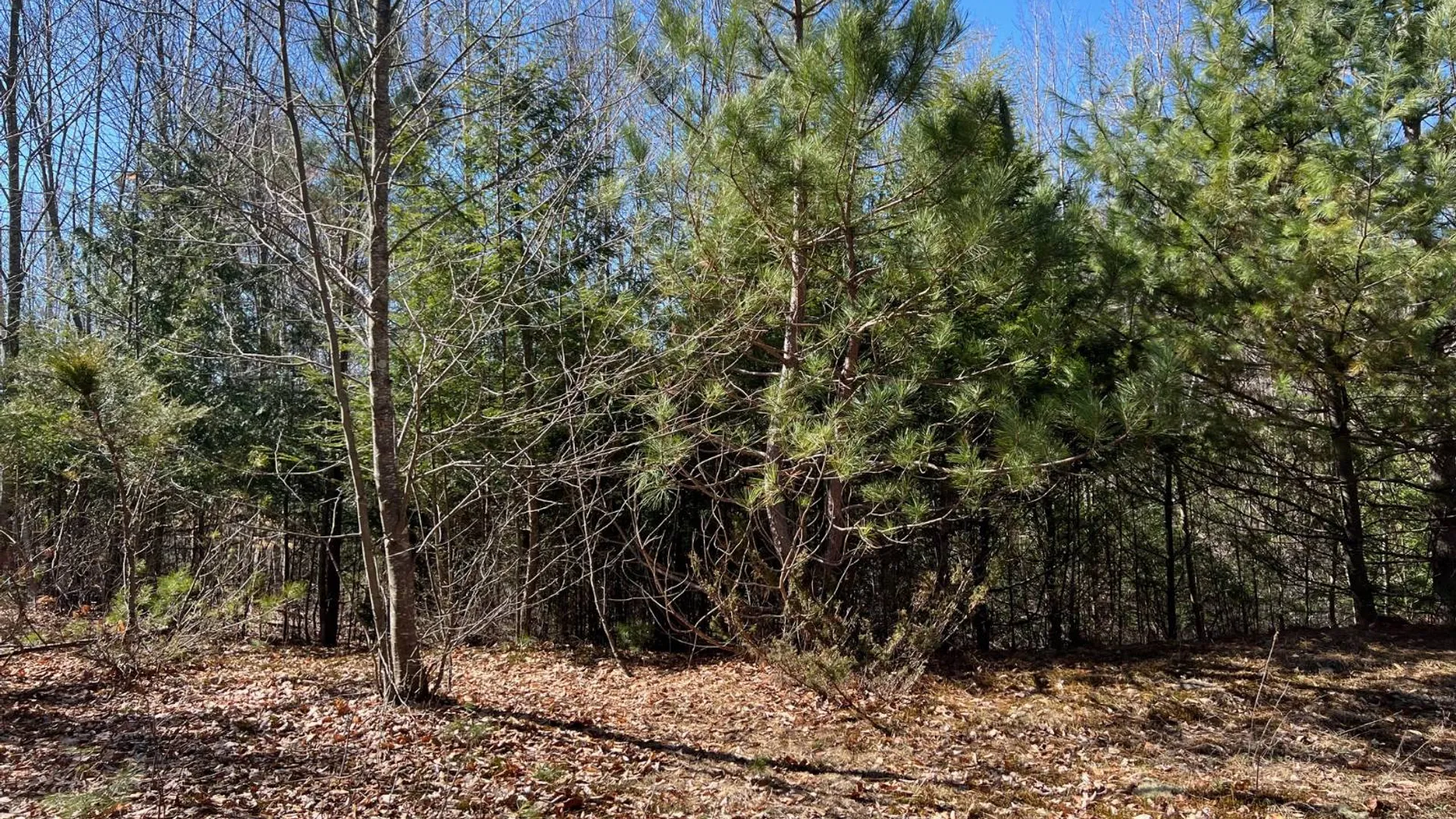 Property at 0 Route 23C, Jewett, NY 12485 8