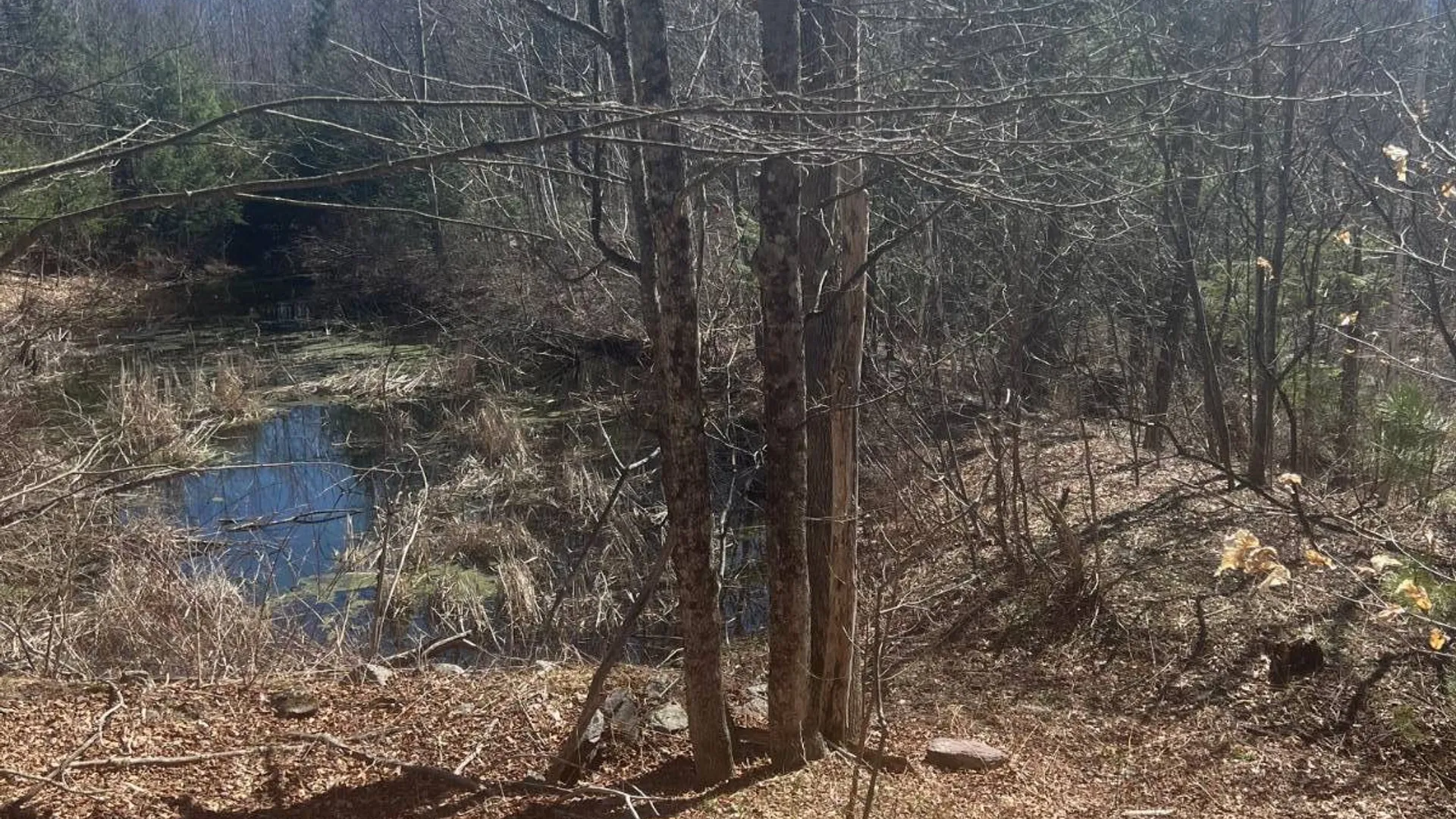 Property at 0 Route 23C, Jewett, NY 12485 3