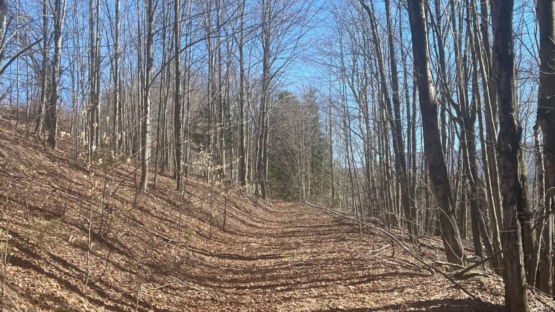 Property at 0 Route 23C, Jewett, NY 12485 9