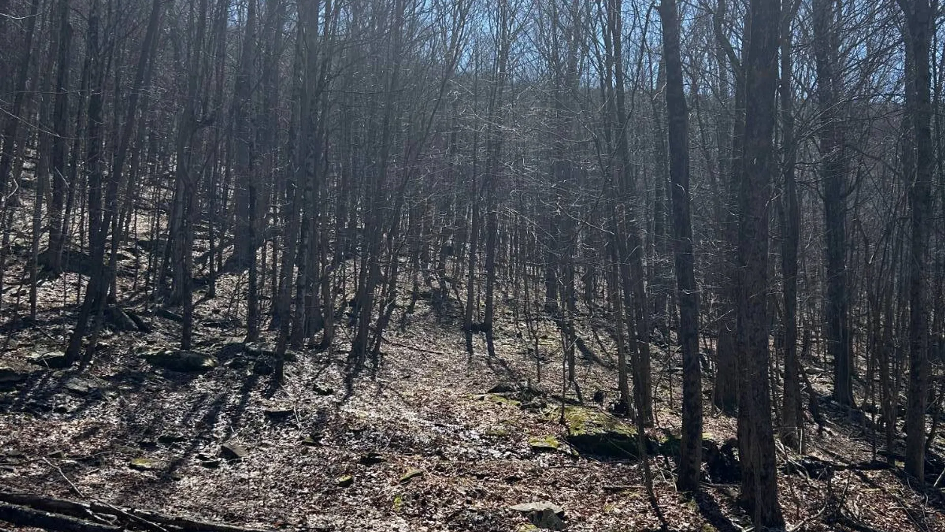 Property at 955 Woodland Rd, Sidney Center, NY 13839 11