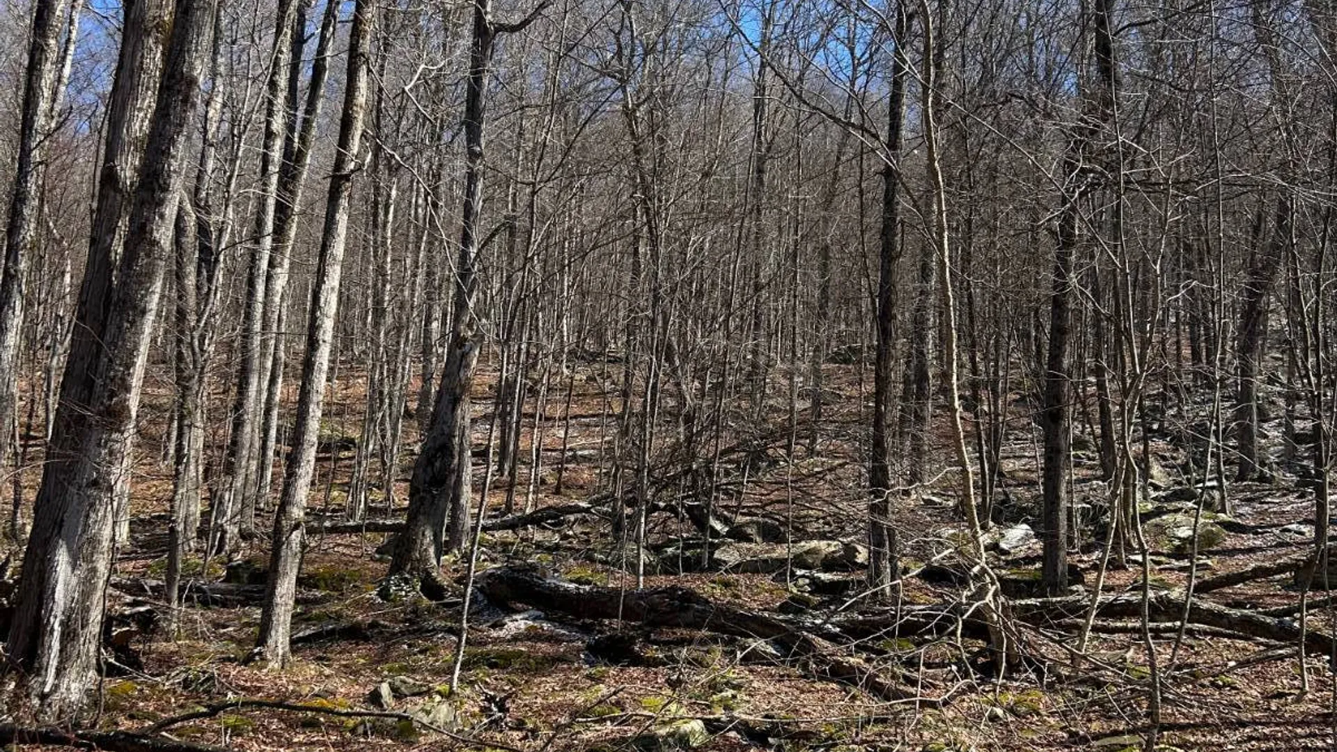 Property at 955 Woodland Rd, Sidney Center, NY 13839 12