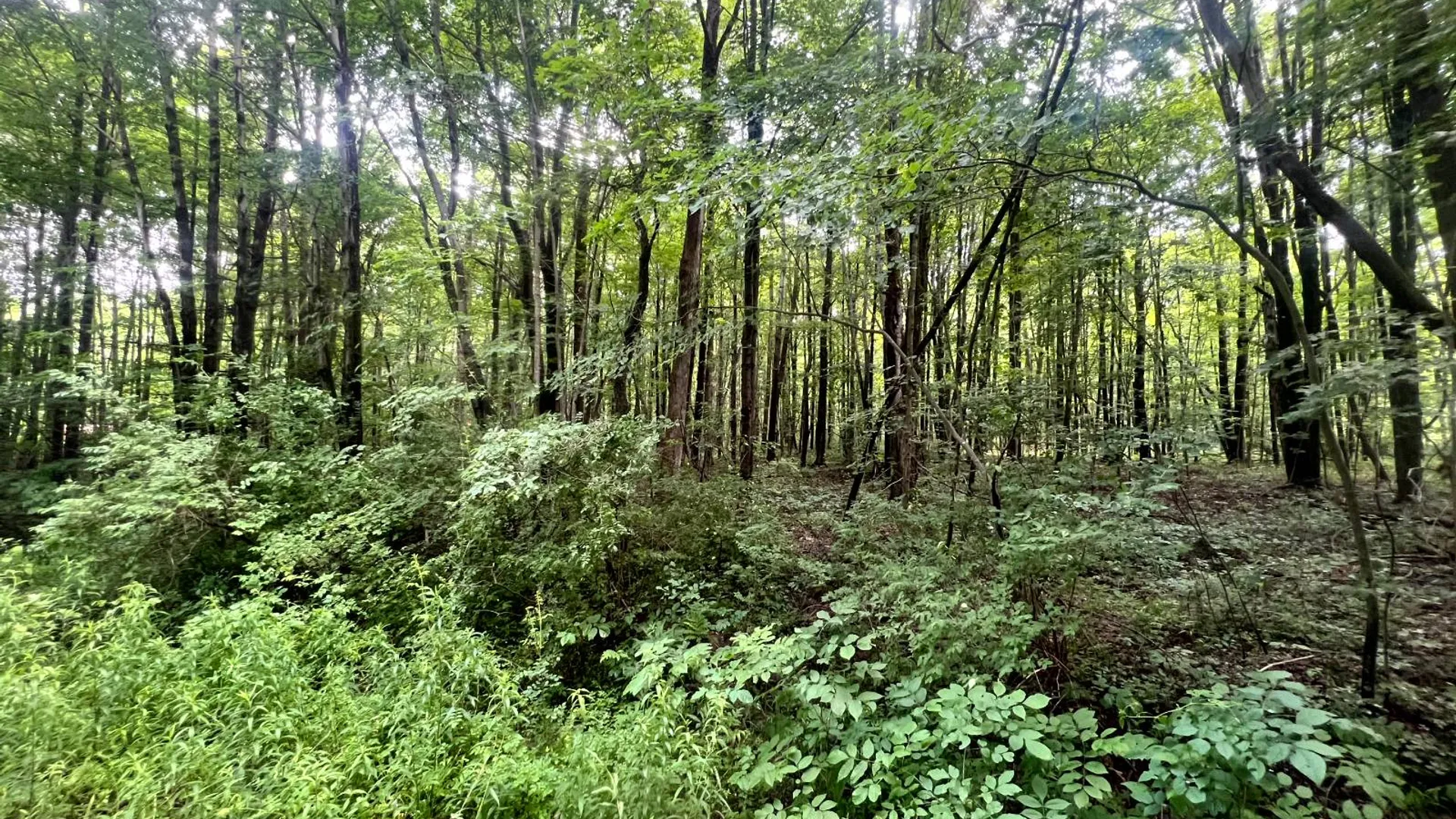 Property at 597 Bliven-Coye Hill Rd, Smyrna, NY 13464 19