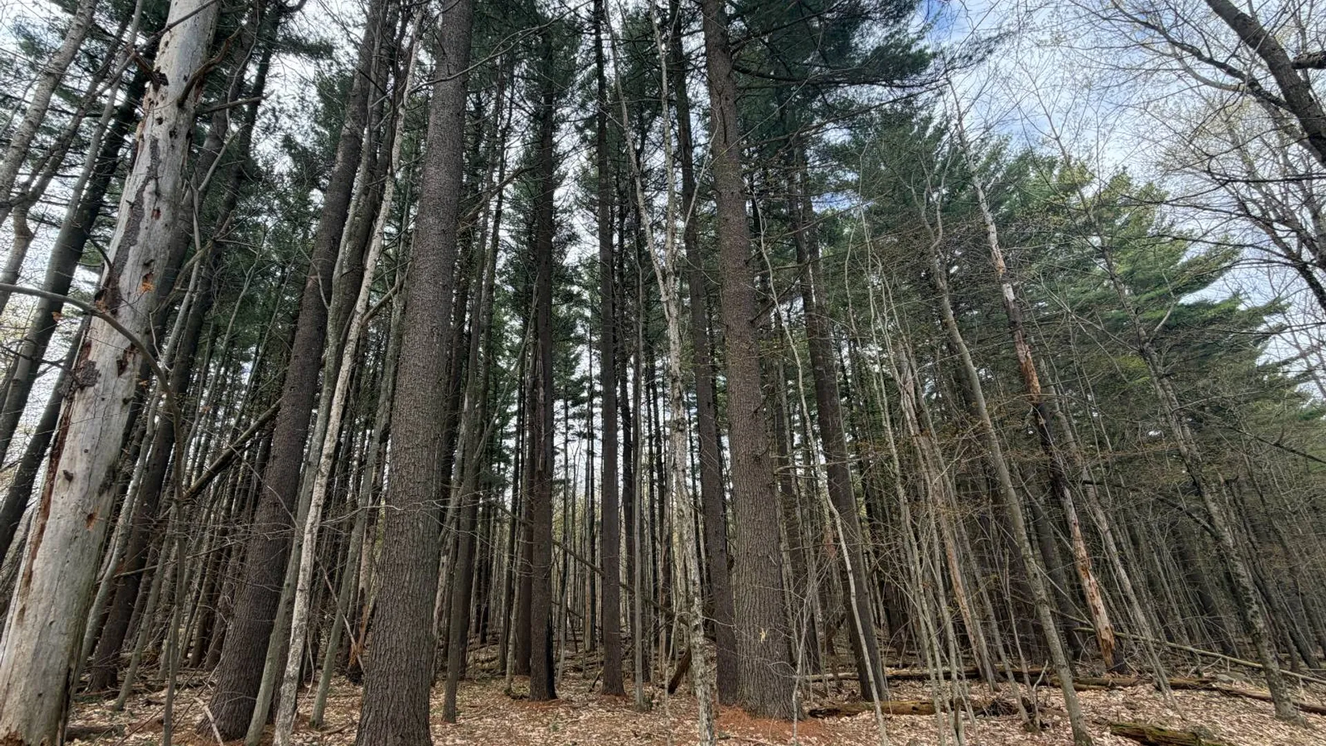 Property at 0 White Road, Dickinson, NY 12980 10