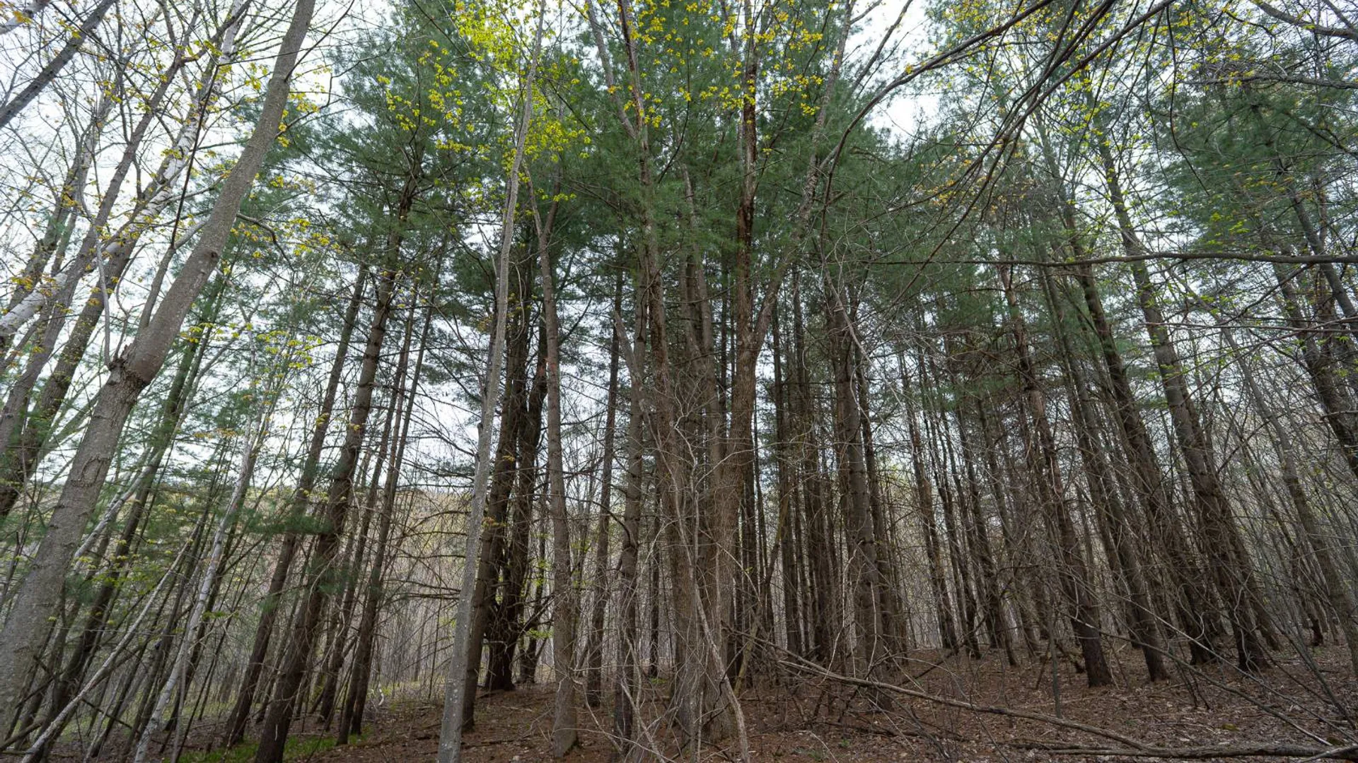 Property at 00WP Podpadic Rd, Richmondville, NY 12149 20