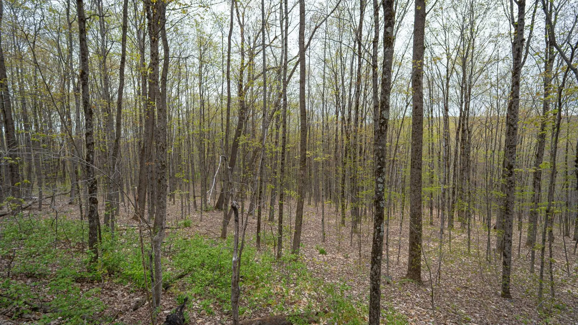 Property at 00WP Podpadic Rd, Richmondville, NY 12149 32