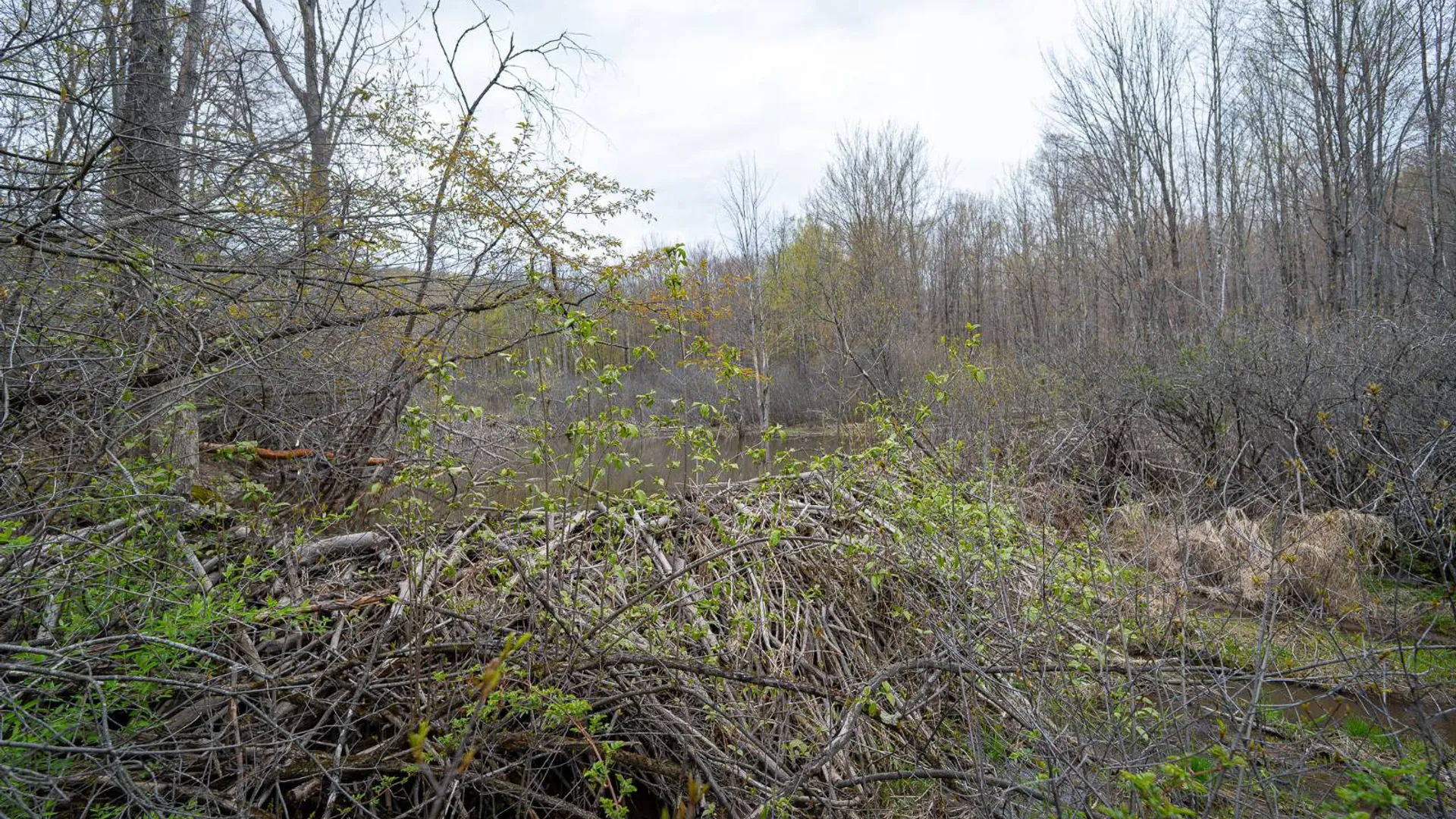 Property at 00WP Podpadic Rd, Richmondville, NY 12149 43