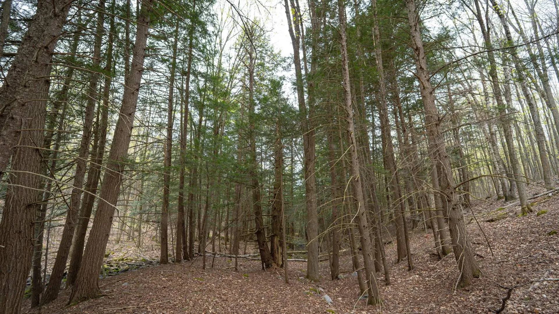 Property at 00WP Podpadic Rd, Richmondville, NY 12149 47