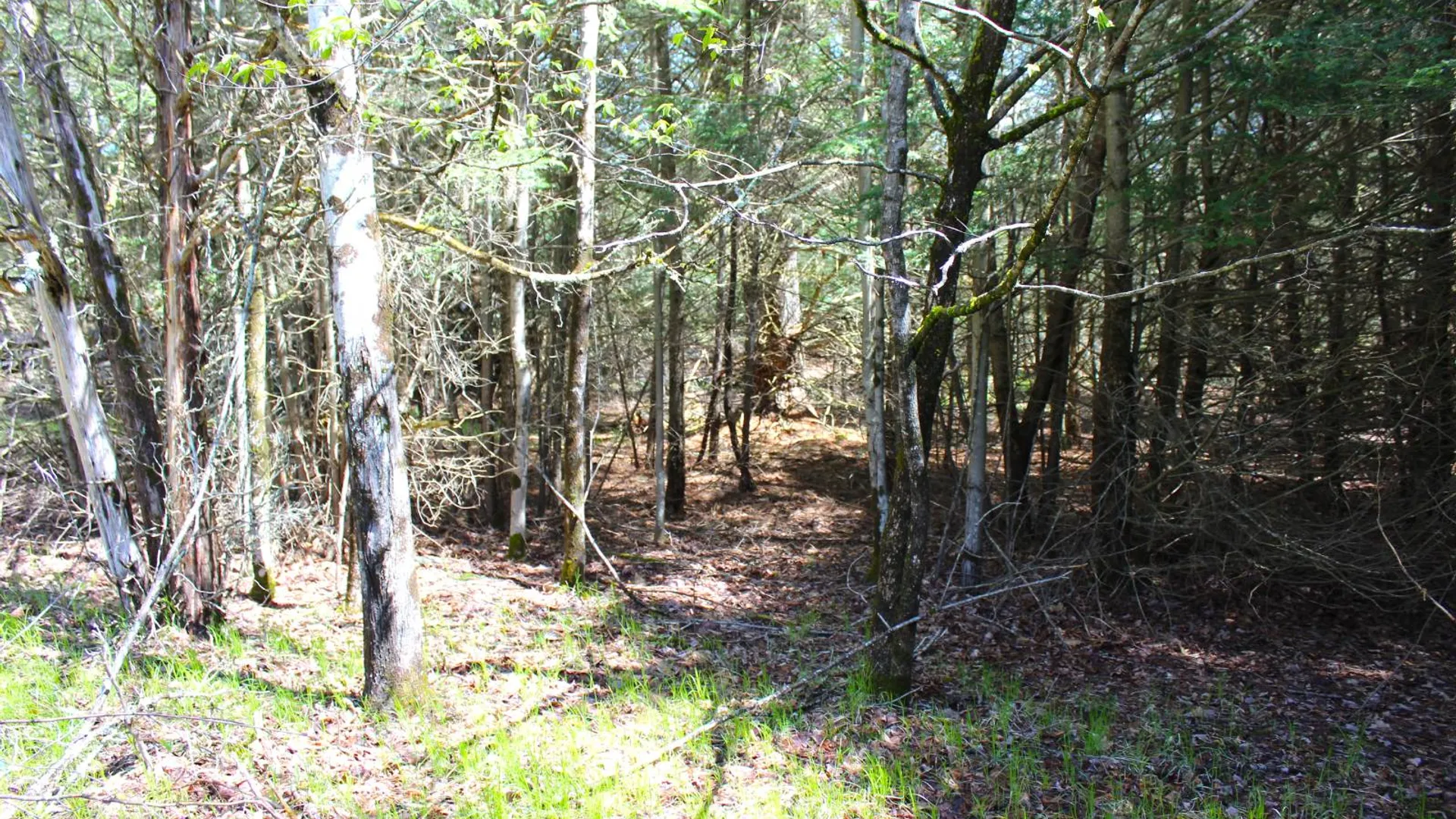 Property at 415 Deer Run Road, Ashlnd, NY 12407 7