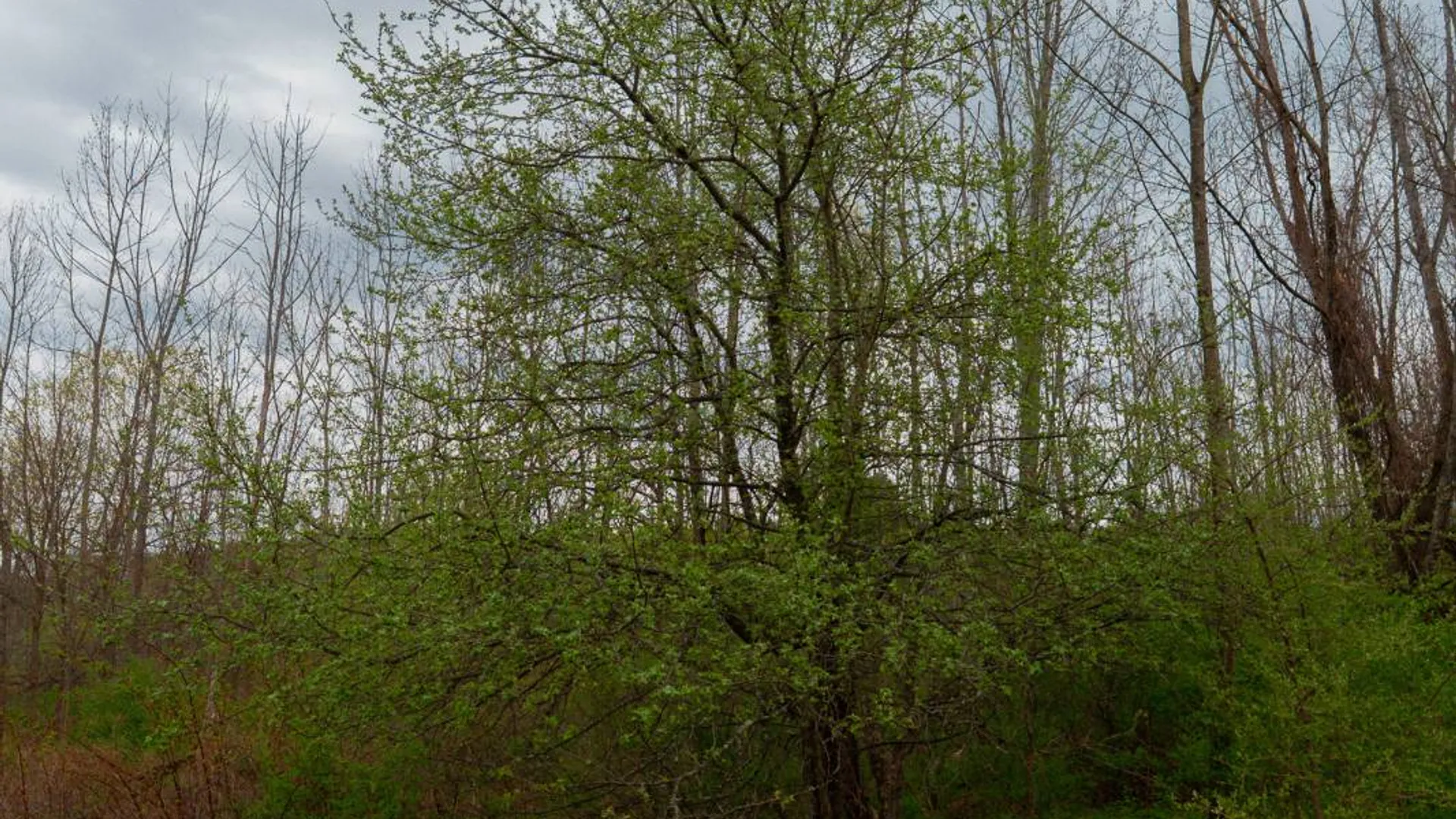 Property at 00WP2 Cr 352, Medusa, NY 12120 23