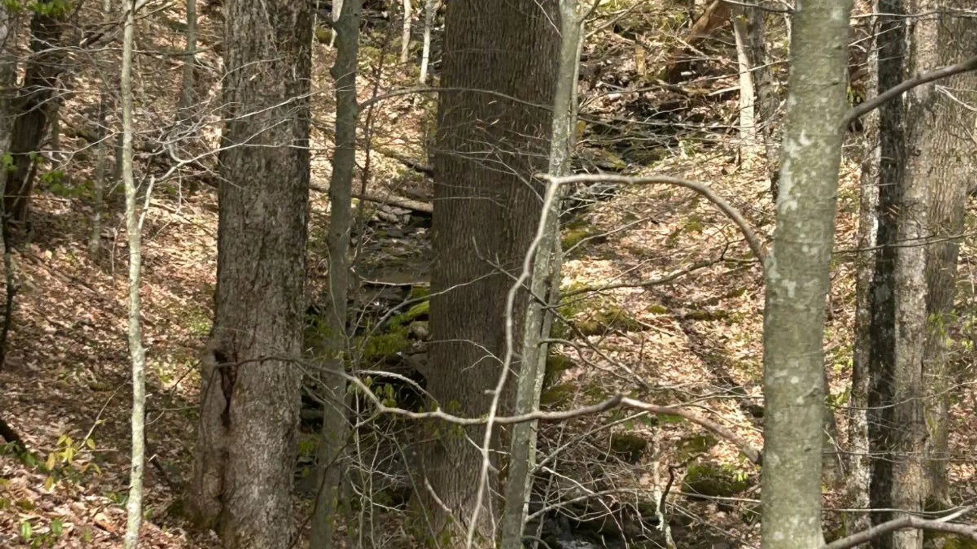 Property at 222 Starr Rd, Otego, NY 13825 26