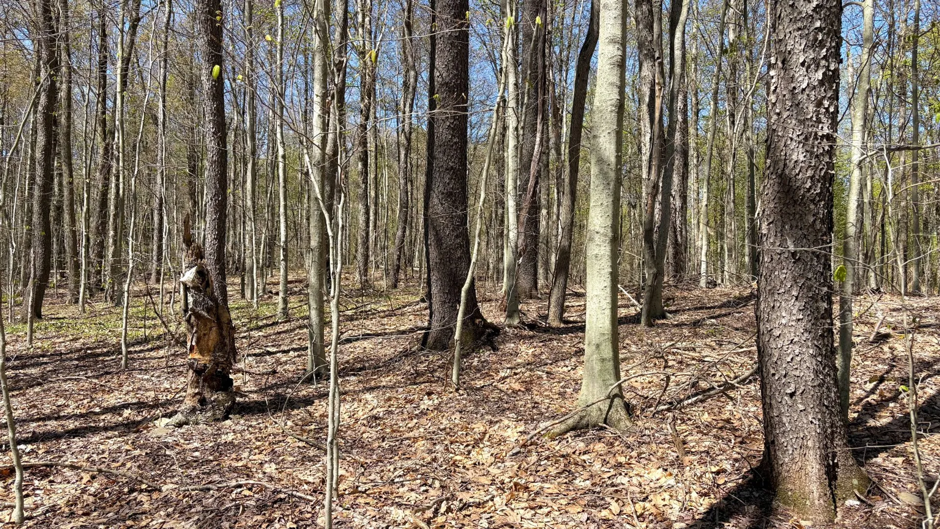 Property at 0 Hathaway Pond Rd, Hancock, NY 13783 12