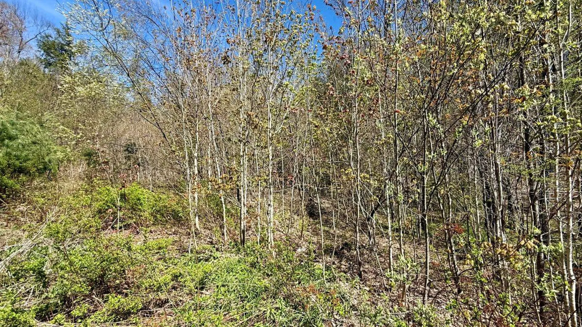 Property at 299 & 331 Page Street, Lake Pleasant, NY 12108 2