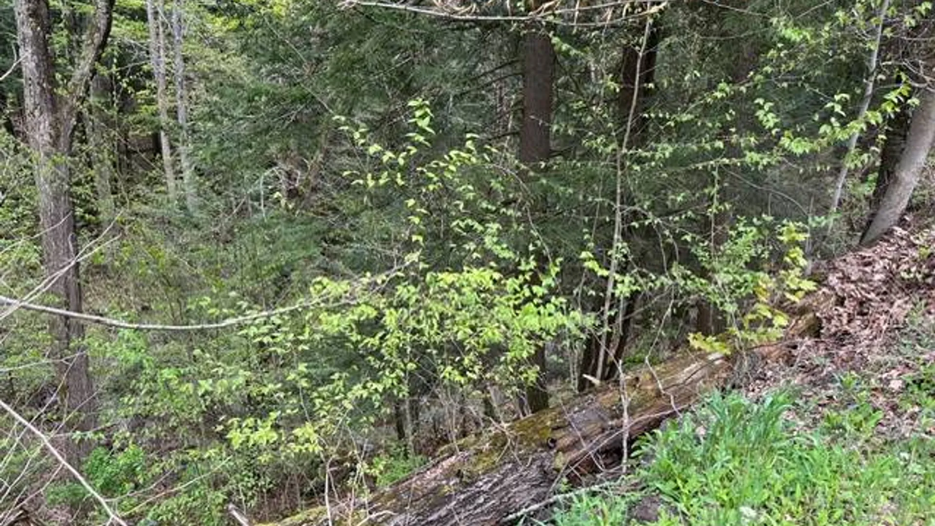 Property at 116 Oregon Rd, Butternuts, NY 13776 8