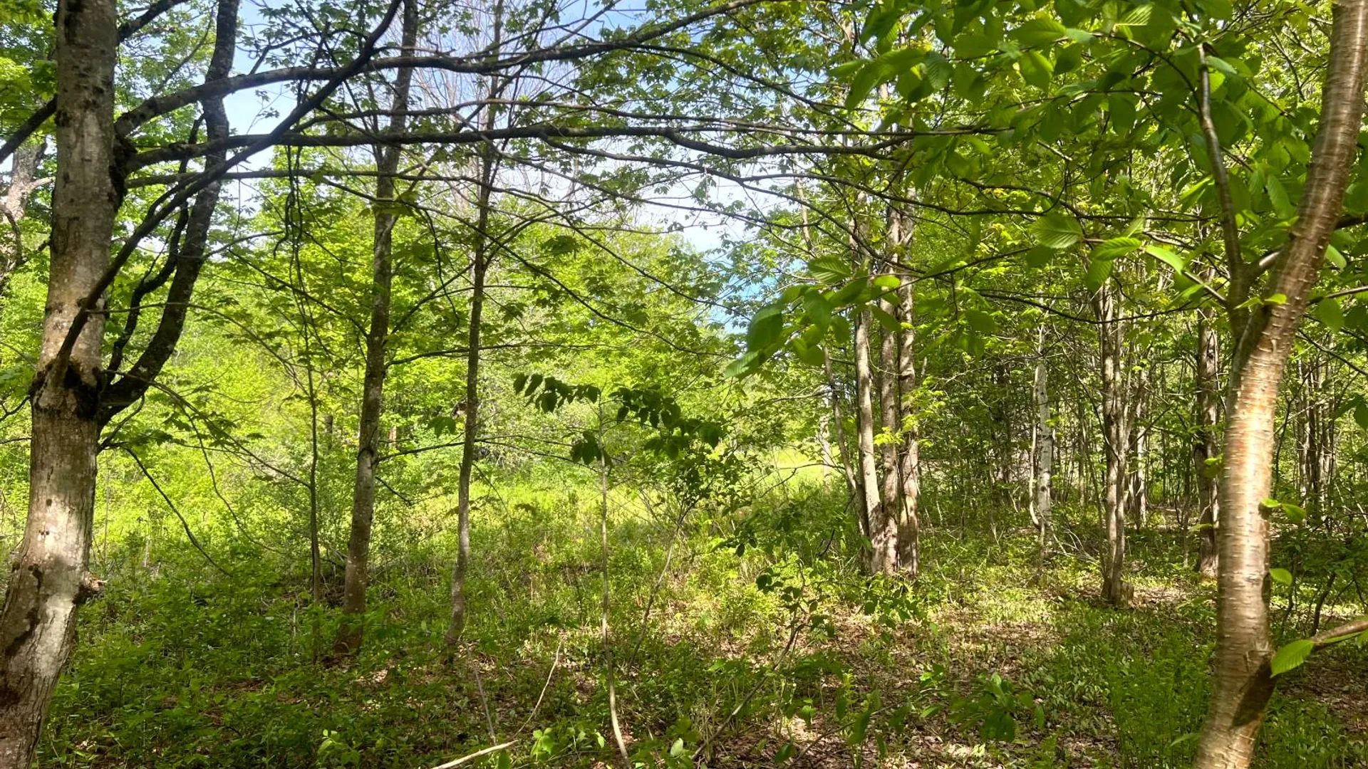 Property at Lot 3 Creek Road, Annsville, NY 13471 3