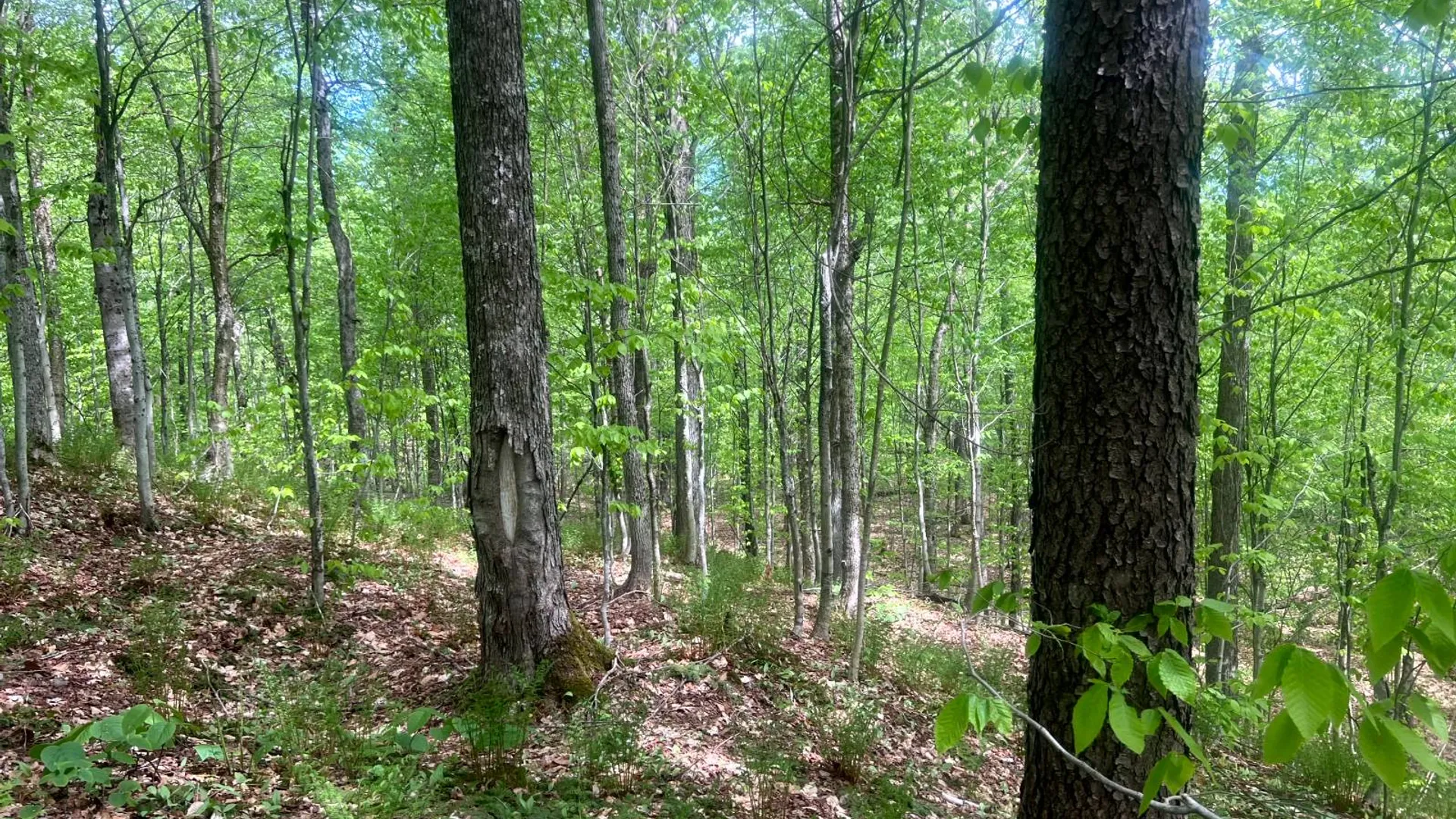 Property at Lot 3 Creek Road, Annsville, NY 13471 9