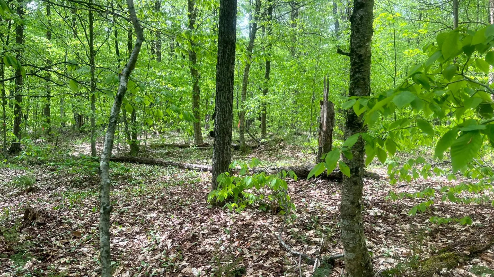Property at Lot 3 Creek Road, Annsville, NY 13471 11