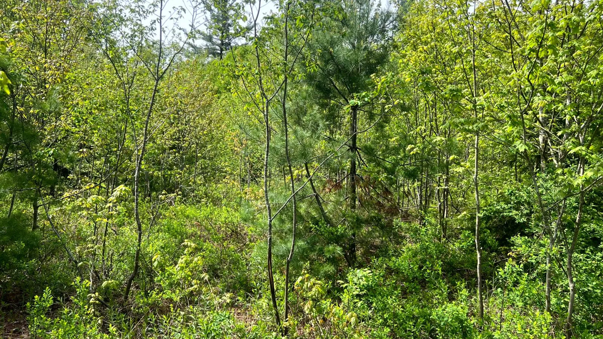 Property at Lot 3 Creek Road, Annsville, NY 13471 12