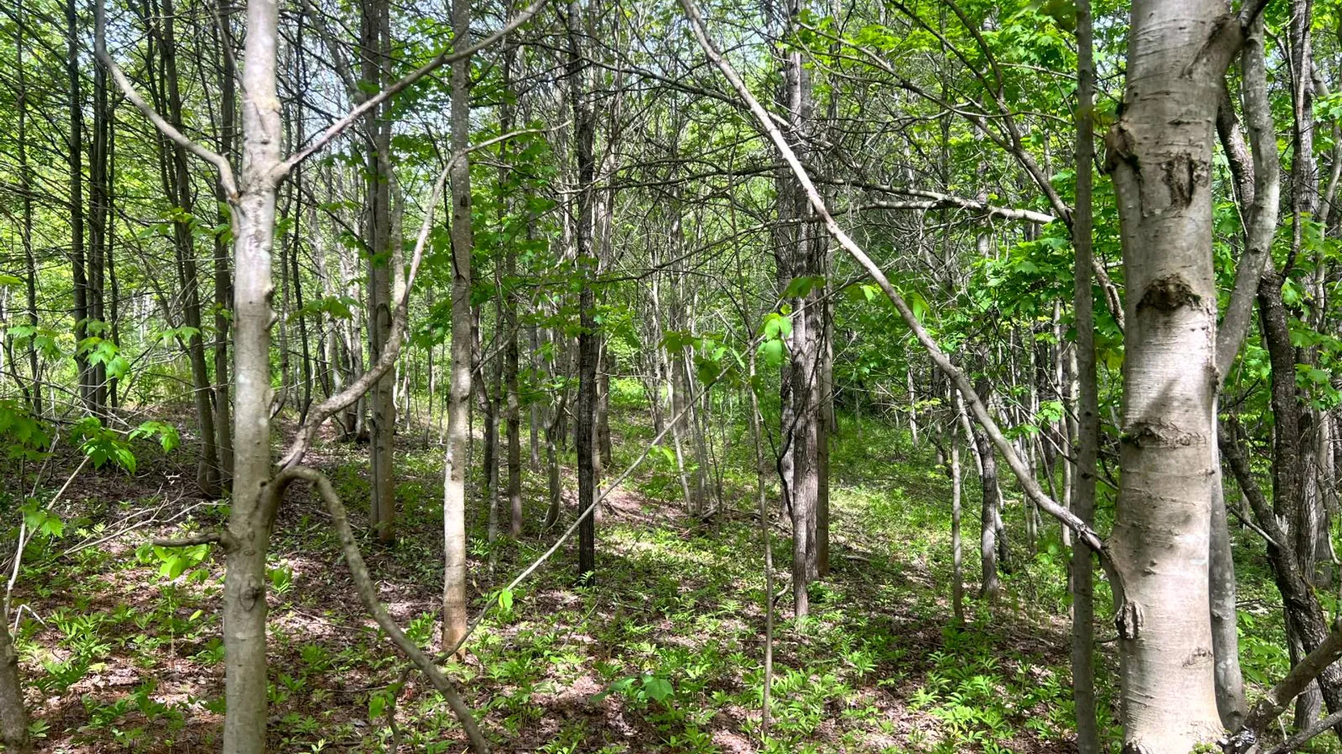 Property at Lot 3 Creek Road, Annsville, NY 13471 13